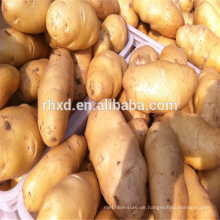 Chinesischer Süßkartoffelexport in viele Länder